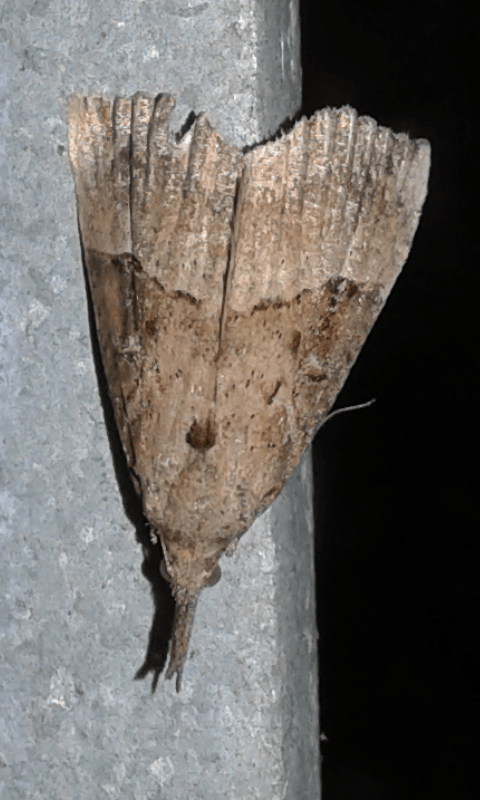 Hypena rostralis (Erebidae)
